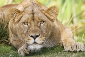Une lionne au zoo de Thoiry près de Paris