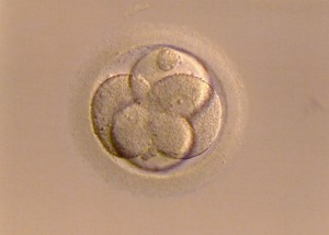 fertilized-egg-267976_960_720