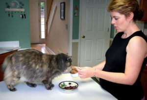 Woman feeding her cat at home